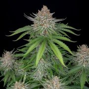 Strawberry Pie Auto – product view 5
