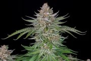 Strawberry Pie Auto – product view 6