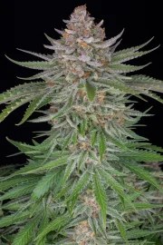 Strawberry Pie Auto – product view 7