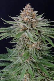 Strawberry Pie Auto – product view 8