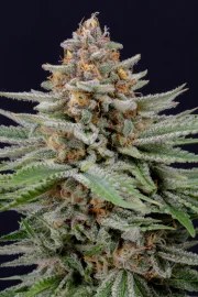 Strawberry Pie Auto – product view 9
