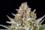 Strawberry Pie Auto – product view 10