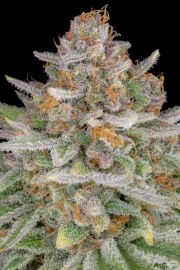 Strawberry Pie Auto – product view 11