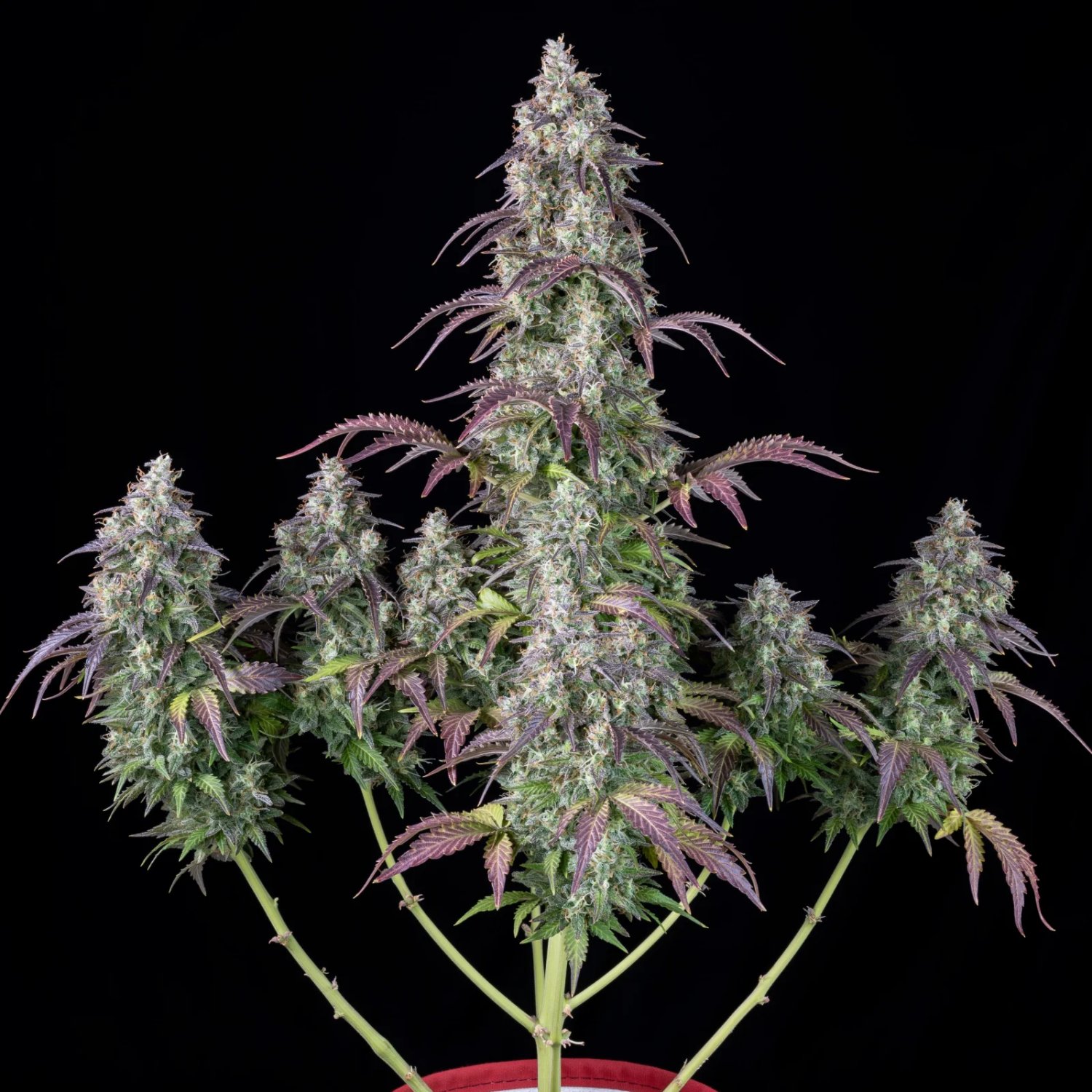 Lemon Pie Auto – FastBuds – Autoflowering