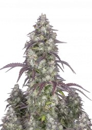 Lemon Pie Auto – product view 1