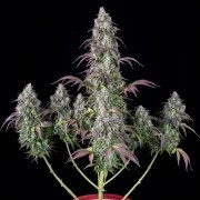 Lemon Pie Auto – product view 2