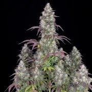 Lemon Pie Auto – product view 3
