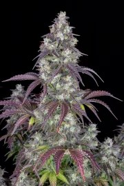 Lemon Pie Auto – product view 4