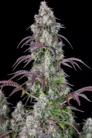 Lemon Pie Auto – product view 5