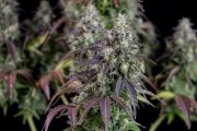 Lemon Pie Auto – product view 6