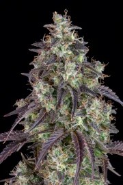 Lemon Pie Auto – product view 7