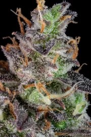 Lemon Pie Auto – product view 8