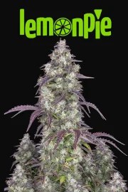 Lemon Pie Auto – product view 9