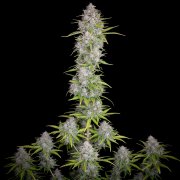 Orange Sherbet Auto – FastBuds – Autoflowering