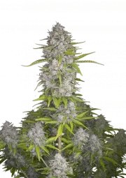 Orange Sherbet Auto – product view 1