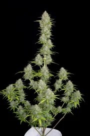 Orange Sherbet Auto – product view 2