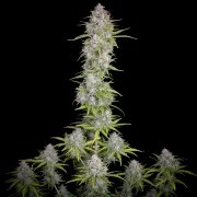 Orange Sherbet Auto – product view 3