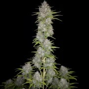 Orange Sherbet Auto – product view 4