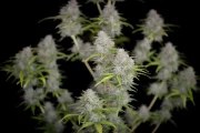 Orange Sherbet Auto – product view 5
