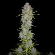 Orange Sherbet Auto – product view 6