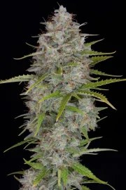 Orange Sherbet Auto – product view 7
