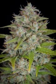 Orange Sherbet Auto – product view 8