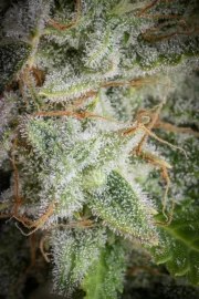 Orange Sherbet Auto – product view 9