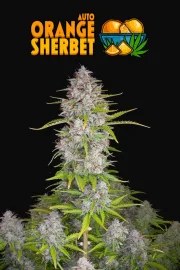 Orange Sherbet Auto – product view 10