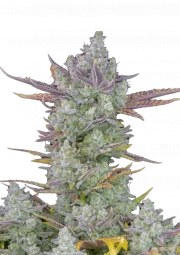 Gorilla Cookies Auto – product view 1