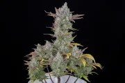 Gorilla Cookies Auto – product view 2