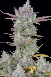 Gorilla Cookies Auto – product view 3