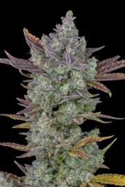 Gorilla Cookies Auto – product view 4