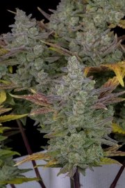 Gorilla Cookies Auto – product view 5