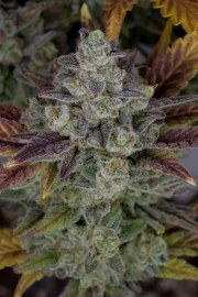 Gorilla Cookies Auto – product view 6