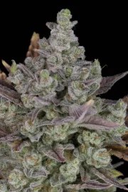 Gorilla Cookies Auto – product view 7