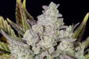 Gorilla Cookies Auto – product view 8