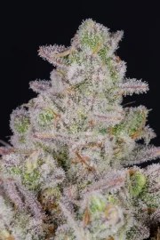 Gorilla Cookies Auto – product view 9
