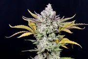 Gorilla Cookies Auto – product view 10
