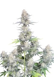 Afghan Kush Auto – product view 1