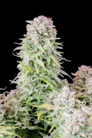 Afghan Kush Auto – product view 2