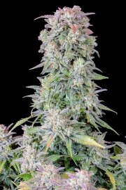 Afghan Kush Auto – product view 3