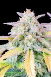 Afghan Kush Auto – product view 4