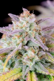 Afghan Kush Auto – product view 5