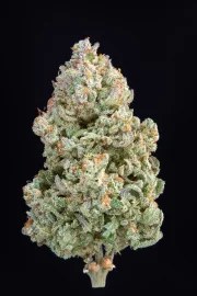Afghan Kush Auto – product view 6