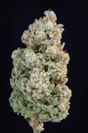 Afghan Kush Auto – product view 7