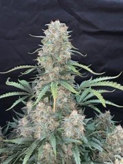 Afghan Kush Auto – product view 8