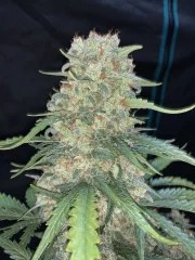 Afghan Kush Auto – product view 9