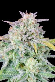Afghan Kush Auto – product view 10