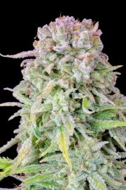 Afghan Kush Auto – product view 11