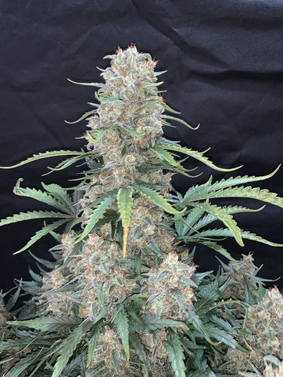 Afghan Kush Auto – FastBuds – Autoflowering